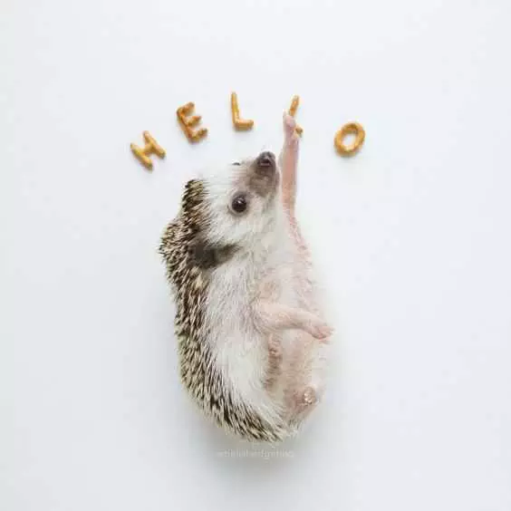 Cute Hedgehog Hello
