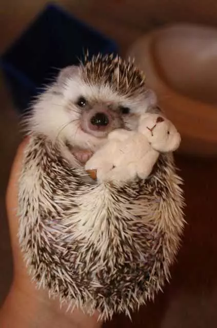 Cute Hedgehog Hug