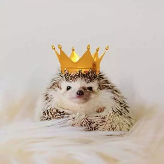 Cute Hedgehog King
