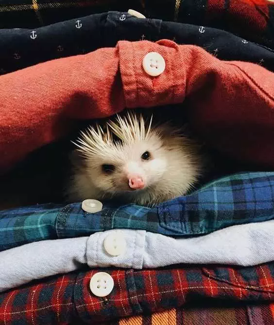 Cute Hedgehog Shirt