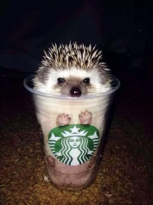 Cute Hedgehog Starbucks