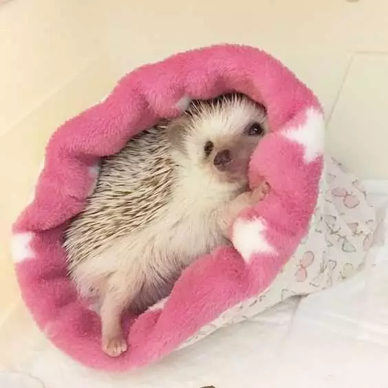 Cute Pink Hedgehog
