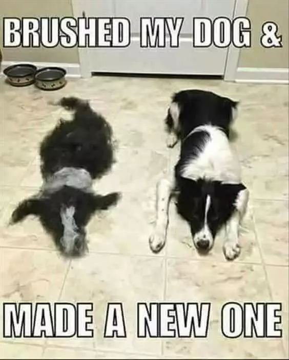 Funny Brushed Dog