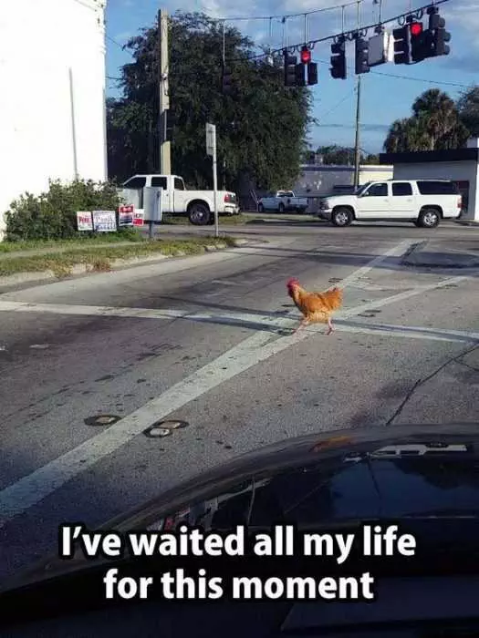 Funny Chicken Road