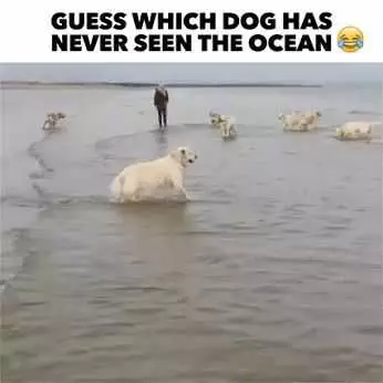 Funny Dog Ocean