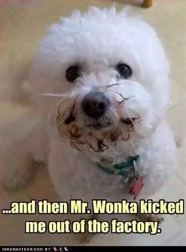 Funny Dog Wonka