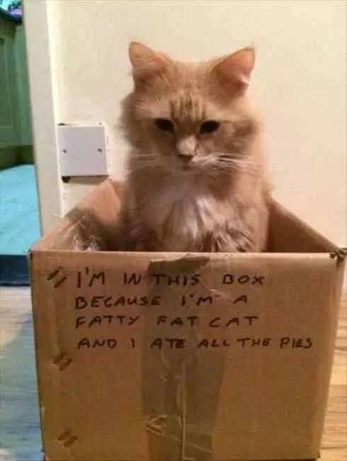 Funny Fat Fat Cat