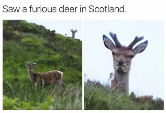 Funny Furious Deer