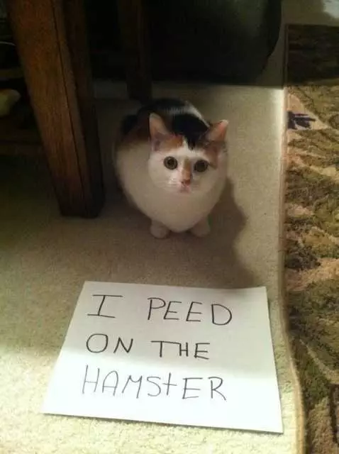 Funny Peed Hamster