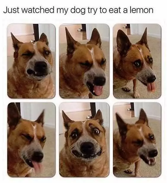 Funny Try To Lemon
