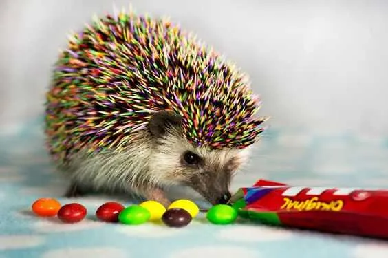 Hedgehog Rainbow