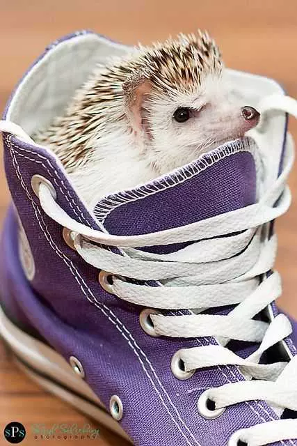 Hedgehog Shoe