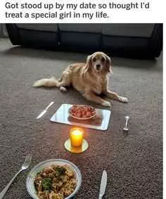 Meme Dog Date