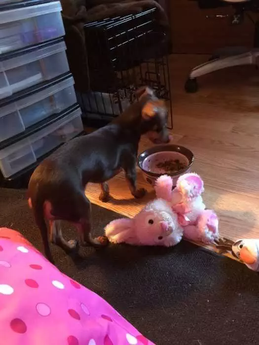 11 Stuffed Pink Bunny Ot Keep Dobby Comfort In His Hard Times