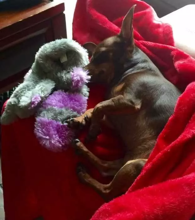 12 Hearing This Shani Decided To Make Life Comfortable For Dobby And Gave Him A Toy