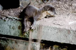 18Little Guy Falls In The Canal While Looking For Hisfamily