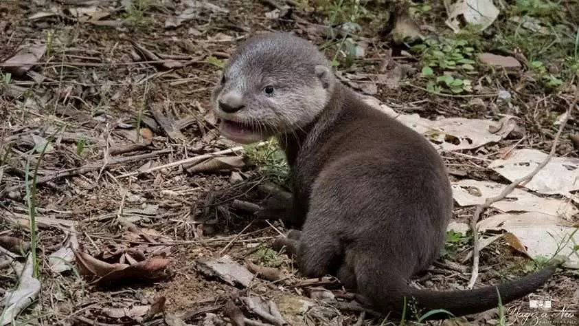 20 Little Otter Got Lost From His Family