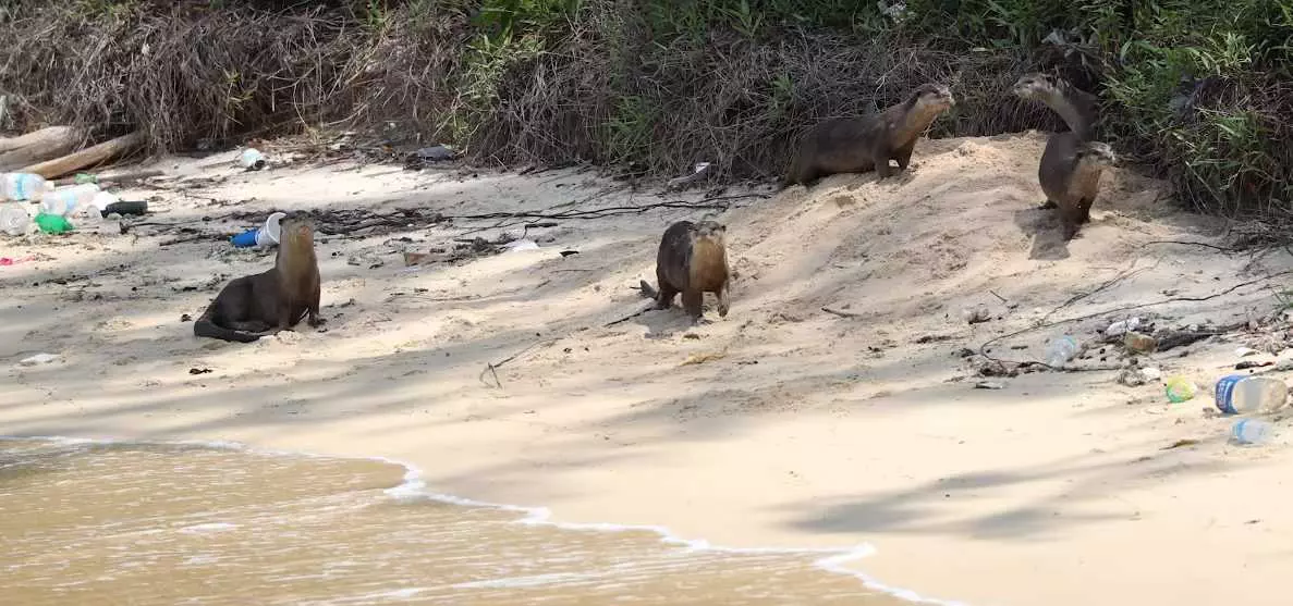 7 Adult Otters Spotted Him