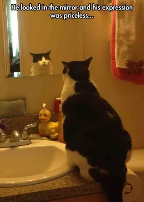 Animal Cat Mirror