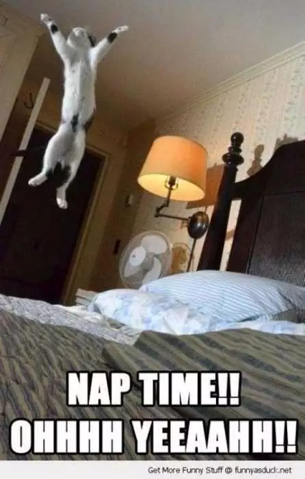 Animal Cat Nap