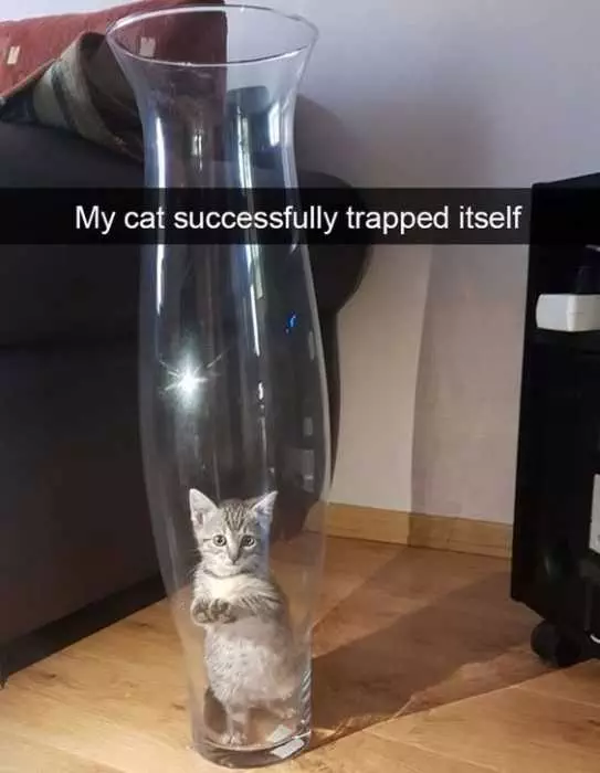 Animal Cat Trapped Bottle