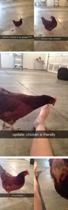 Animal Chicken Friendly