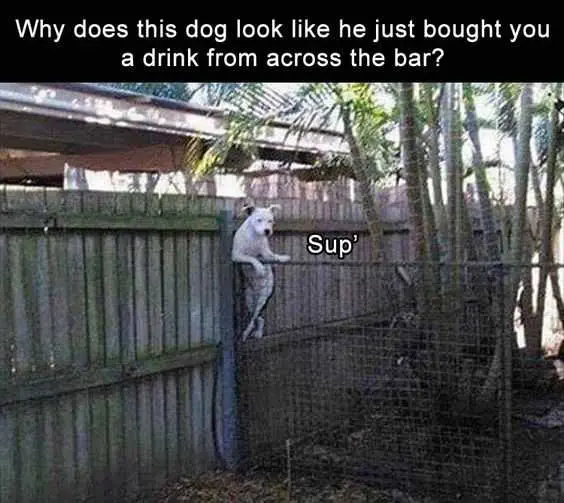 Animal Dog Bar