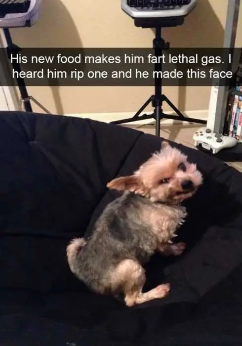 Animal Gas