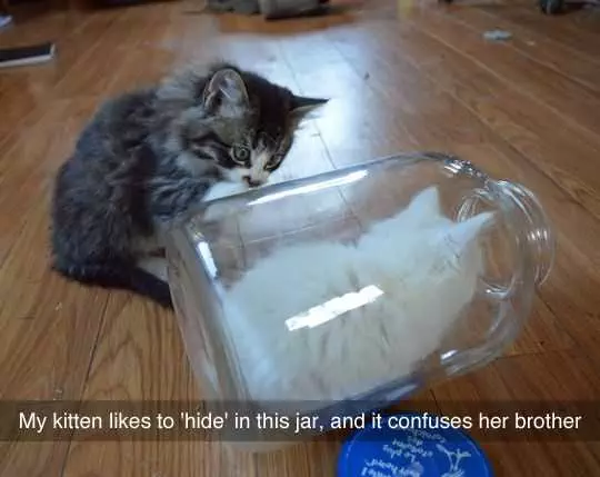 Animal Kitten Hide
