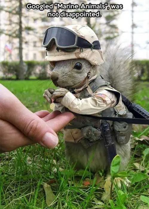 Animal Marine Squirrell