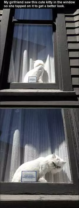 Animal Tap Window