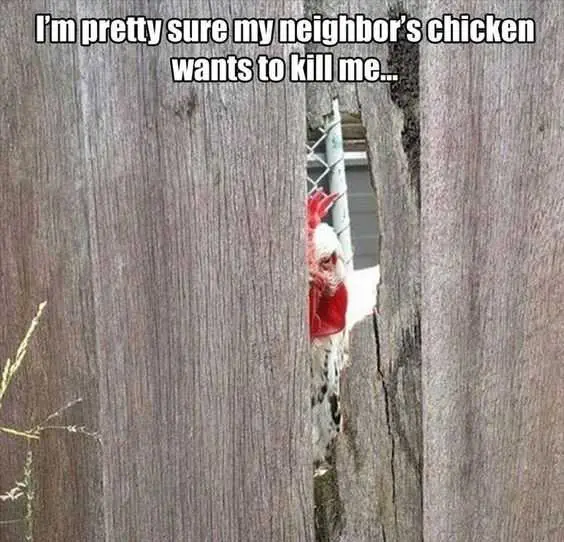 Animal Test