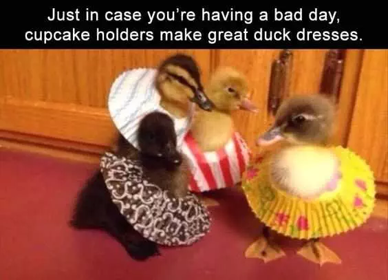 Funny Duck Dresses