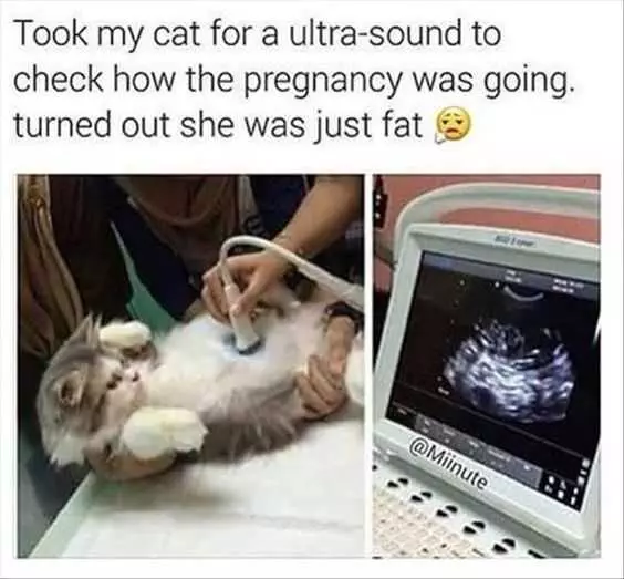 Funny Fat Cat
