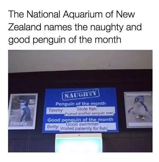 Funny Naughty Penguin