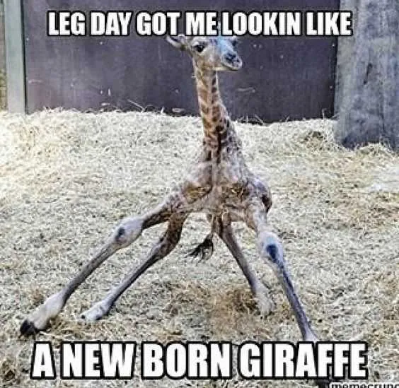 Meme Giraffe 1