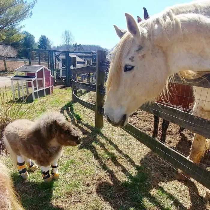 This Dwarf Pony Needed Help To Walk, See How He Runs Now For The First ...