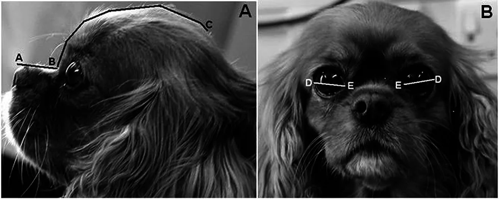 Impact Of Facial Conformation On Canine Health Corneal Ulceration Fig 2