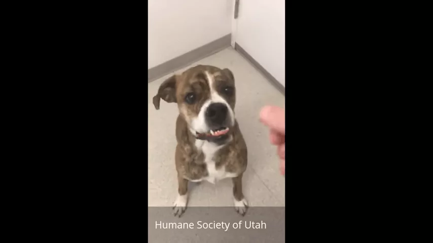 Rhino Lightning Right Before He Got Adopted At Humane Society Of Utah 0 3 Screenshot