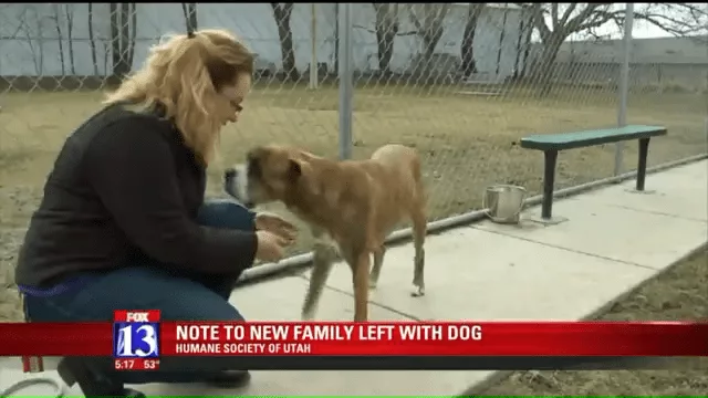 Rhino Is A Striped Dream’ Dog Left At Utah Shelter With List Of Instructions From Heartbroken Child 0 12 Screenshot