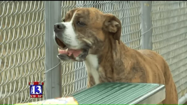 Rhino Is A Striped Dream’ Dog Left At Utah Shelter With List Of Instructions From Heartbroken Child 0 42 Screenshot