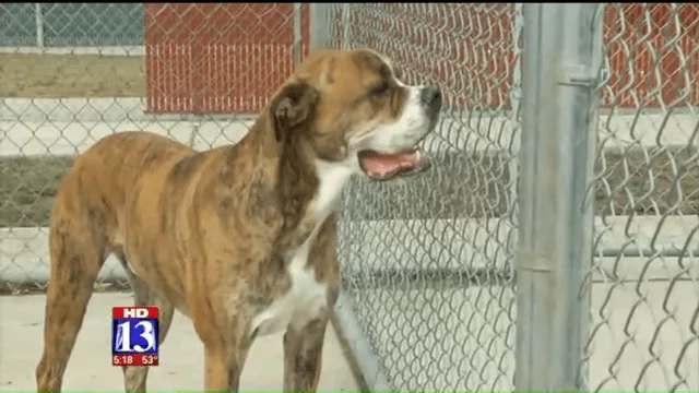 Rhino Is A Striped Dream’ Dog Left At Utah Shelter With List Of Instructions From Heartbroken Child 0 47 Screenshot