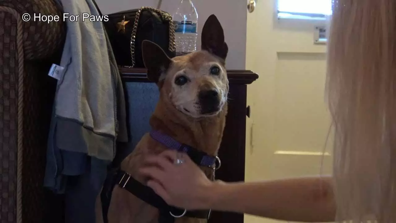Abandoned Senior Dog Doesnt Want To Be Rescued Until A Kind Stranger Shows Up 11 Aangepast