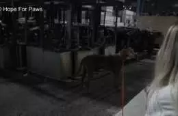 Abandoned Senior Dog Doesnt Want To Be Rescued Until A Kind Stranger Shows Up 2 Aangepast