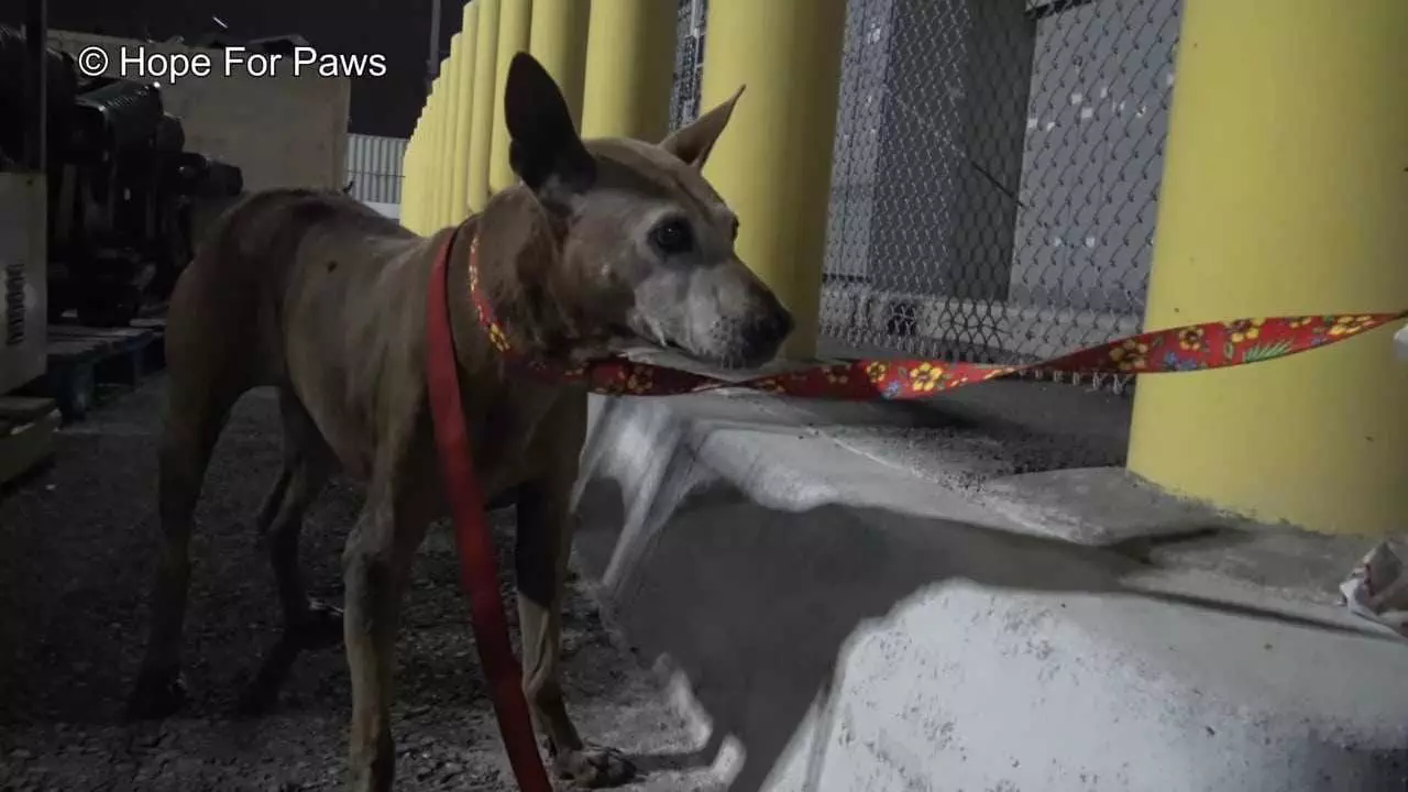 Abandoned Senior Dog Doesnt Want To Be Rescued Until A Kind Stranger Shows Up 6 Aangepast