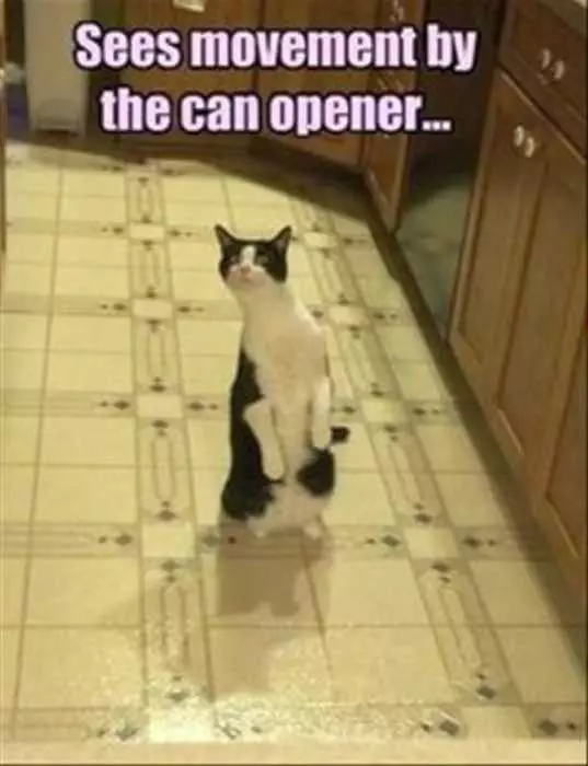 Animal Can Opener