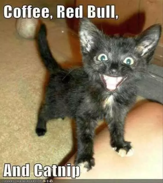 Animal Coffee Catnip