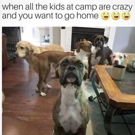 Animal Crazy Camp