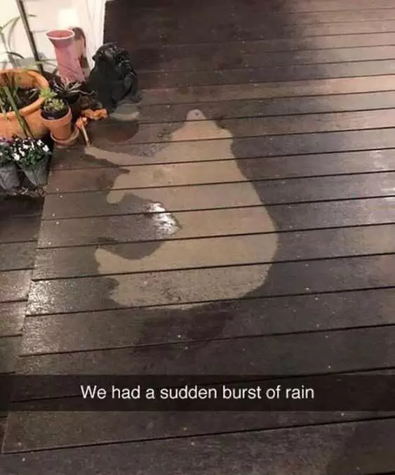 Animal Dog Rain