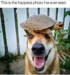 Animal Dog Turtle